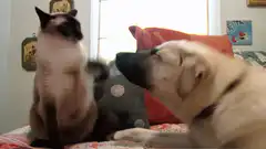 Cat slaps dog on the nose