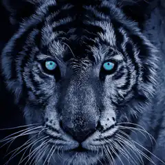 Blue Tiger Stare