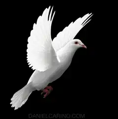 white dove flying