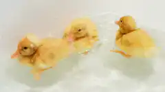 three yellow ducklings swimming