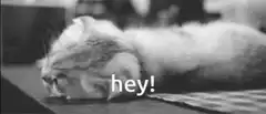 surprised cat says hey