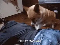 Corgi giving a back massage