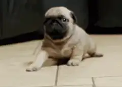 Pug puppy cute attack