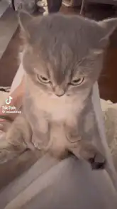 Grumpy gray cat sitting