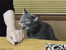 cat slaps hand