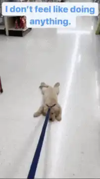 Lazy puppy dragged on leash