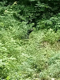 Bear walking through dense green forest