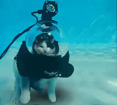 Cat in diving helmet underwater