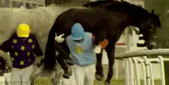 Jockey hugging horse