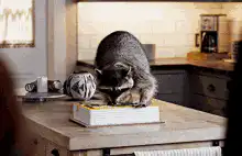 raccoon on a book