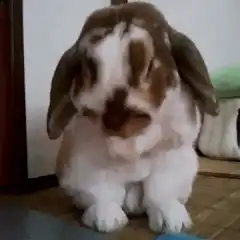 Bunny head shake