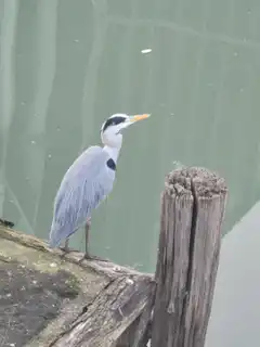 Grey Heron on Wooden Post