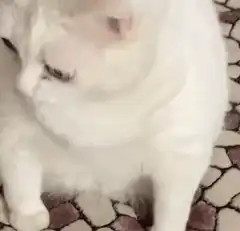 white cat tongue out