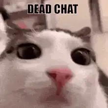 Dead Chat Cat