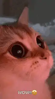surprised cat wow