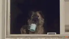 dog holding mug in window