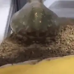 Octopus buries itself in sand