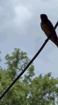 bird on wire