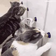 Cats licking cabinet knobs