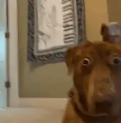 Dog with googly eyes