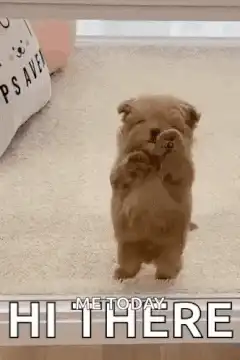 Puppy standing and waving