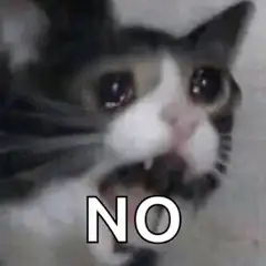Sad cat saying no