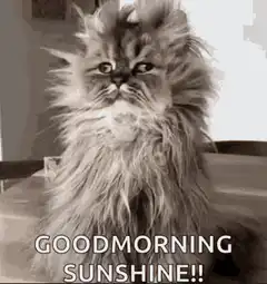 Good Morning Sunshine Cat