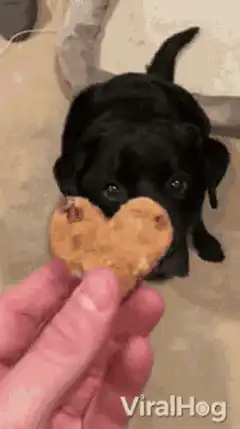 Black puppy takes heart treat