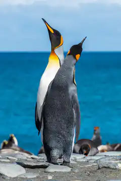 Two king penguins standing on rocks by the sea