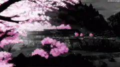 pink cherry blossoms falling in black and white