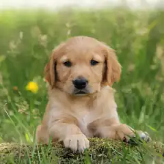 Cute golden retriever puppy in grass