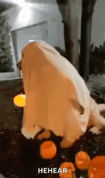 Dog in ghost costume with pumpkin