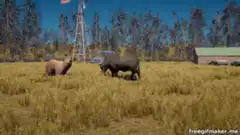 Bear and buffalo fight in field