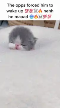 Sleepy kitten forced to wake up
