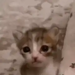 Sad kitten with big eyes