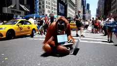 Orangutan typing on laptop in city street