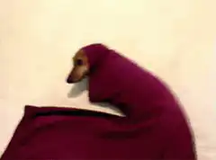 Dachshund wrapped in purple blanket