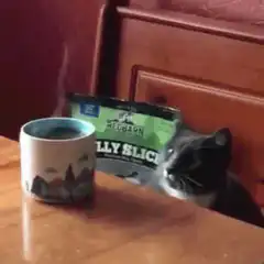 Cat sniffs coffee mug