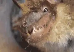 bat showing sharp teeth