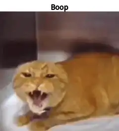Orange cat meowing then falling over
