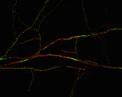 Fluorescent plant cells with moving chloroplasts