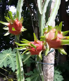 Dragon fruit growing on cactus