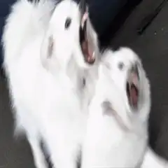 two white dogs howling