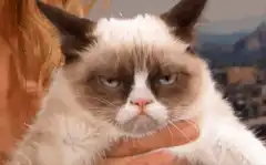 Grumpy Cat held by a person