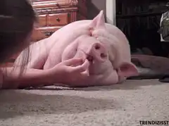 girl tickling pig nose