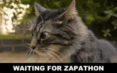 Cat waiting for zapathon