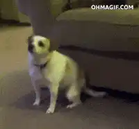 Dog looking up and nodding