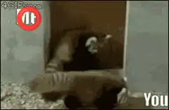 Red panda wrestling You