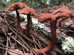 Red mushrooms in forest