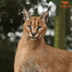 Caracal cat looking around